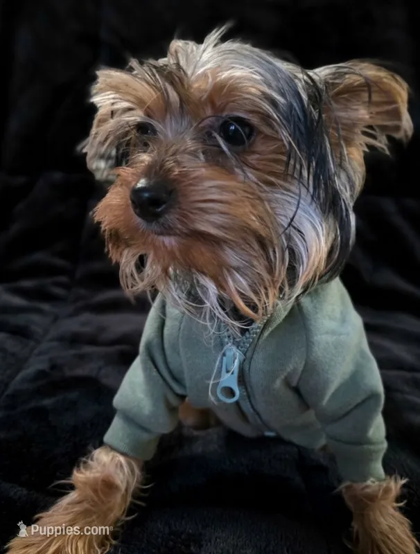 Winston – Yorkshire Terrier puppy for sale in Indianapolis, IN