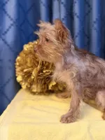Marilyn Monroe, a female Yorkshire Terrier for sale in Lewisburg, TN – 8 of 9