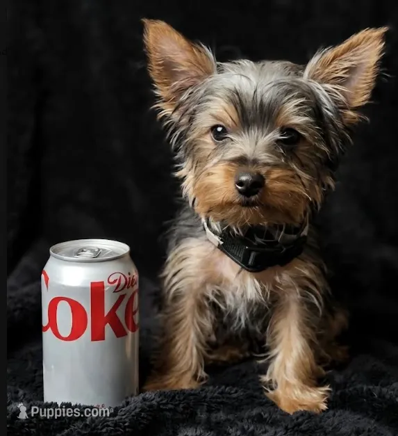 Larry  – Yorkshire Terrier puppy for sale in Indianapolis, IN