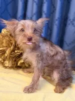 Marilyn Monroe, a female Yorkshire Terrier for sale in Lewisburg, TN – 4 of 9