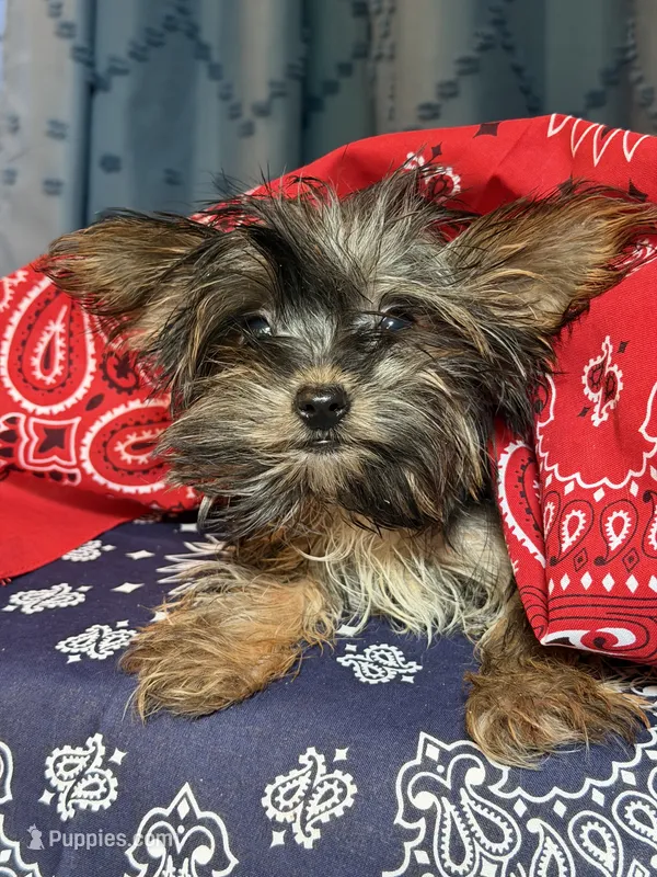 Logan – Yorkshire Terrier puppy for sale in Lewisburg, TN