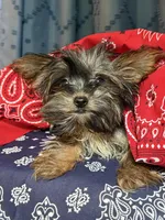 Logan, a male Yorkshire Terrier for sale in Lewisburg, TN – 1 of 4