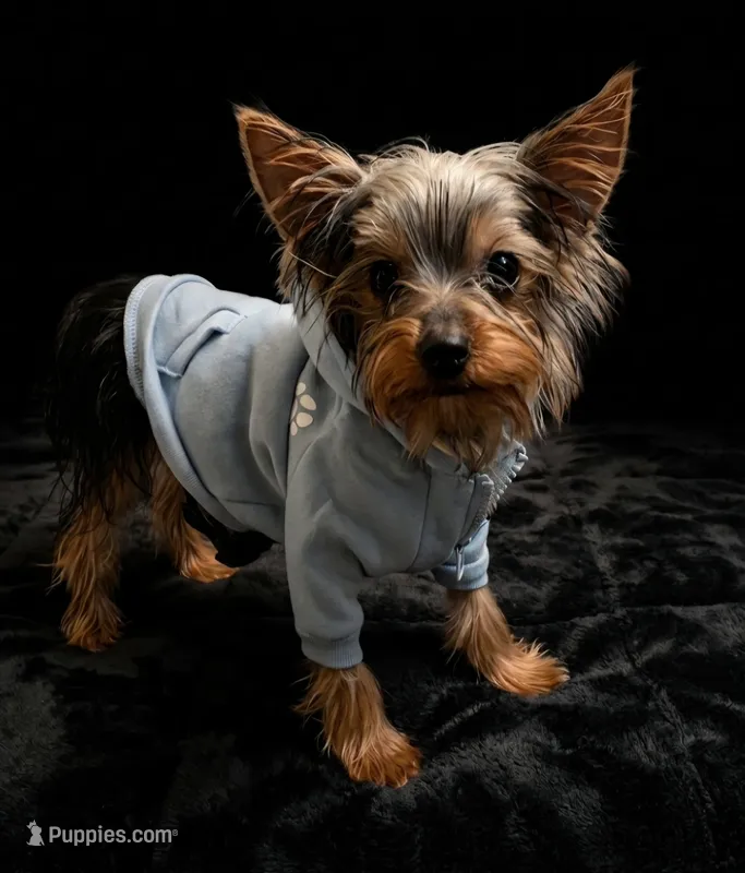 Larry  – Yorkshire Terrier puppy for sale in Indianapolis, IN