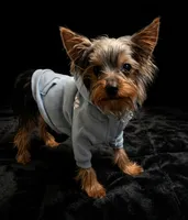 Larry , a male Yorkshire Terrier for sale in Indianapolis, IN – 1 of 1