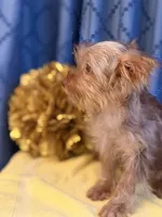 Marilyn Monroe, a female Yorkshire Terrier for sale in Lewisburg, TN – 7 of 9
