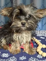 Logan, a male Yorkshire Terrier for sale in Lewisburg, TN – 3 of 4