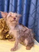 Marilyn Monroe, a female Yorkshire Terrier for sale in Lewisburg, TN – 3 of 9