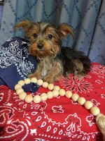 Winston, a male Yorkshire Terrier for sale in Lewisburg, TN – 4 of 4