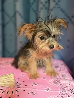 Lilly, a female Yorkshire Terrier for sale in Lewisburg, TN – 2 of 7