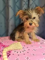 Lilly, a female Yorkshire Terrier for sale in Lewisburg, TN – 3 of 7