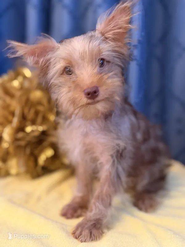 Marilyn Monroe – Yorkshire Terrier puppy for sale in Lewisburg, TN