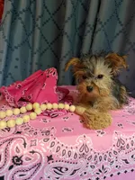 Lilly, a female Yorkshire Terrier for sale in Lewisburg, TN – 6 of 7