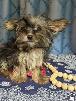 Logan, a male Yorkshire Terrier for sale in Lewisburg, TN – 2 of 4