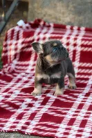 Nyla – Blue & Tan Fluffy Female 💙🤎, a female French Bulldog for sale in Nashville, TN – 5 of 5