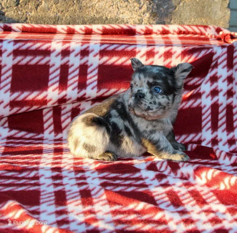 Kingston – Blue Merle Fluffy Male 💙🤍 – French Bulldog puppy for sale in Nashville, TN
