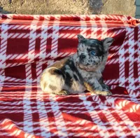 Kingston – Blue Merle Fluffy Male 💙🤍, a male French Bulldog for sale in Nashville, TN – 1 of 5
