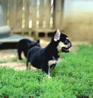 Armani – Black & Tan Fluffy Male 🖤🤎, a male French Bulldog for sale in Nashville, TN – 5 of 7