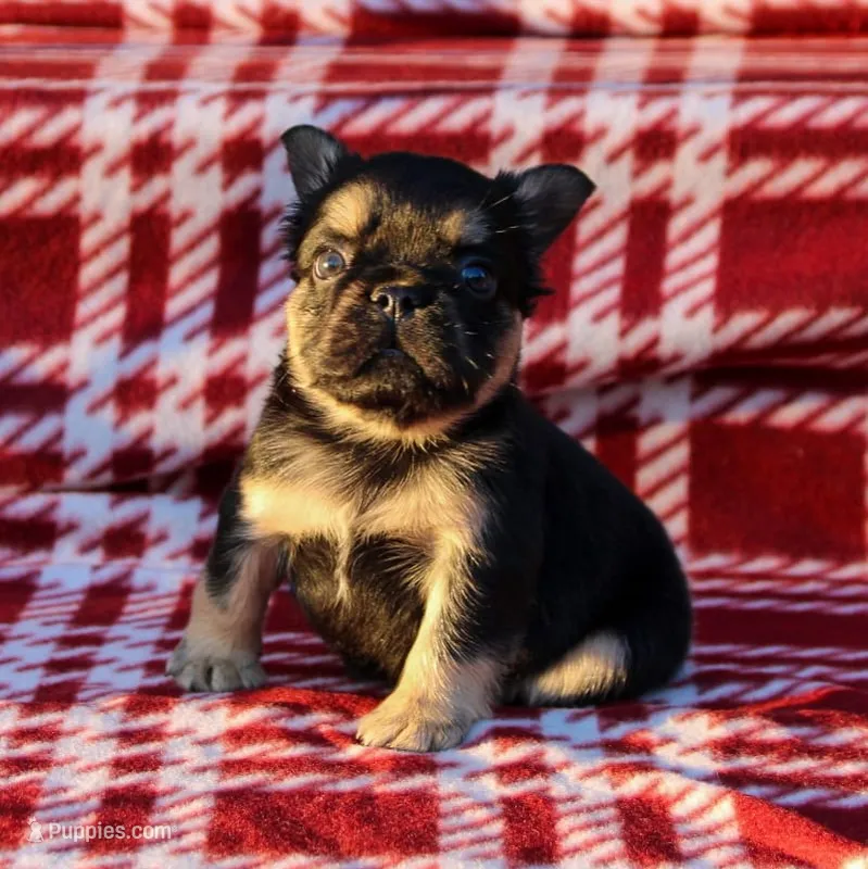 Armani – Black & Tan Fluffy Male 🖤🤎 – French Bulldog puppy for sale in Nashville, TN