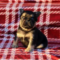 Armani – Black & Tan Fluffy Male 🖤🤎, a male French Bulldog for sale in Nashville, TN – 1 of 4