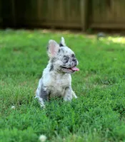 Ivory – Lilac & Tan Merle Fluffy Female 🤍🩶, a female French Bulldog for sale in Nashville, TN – 5 of 7