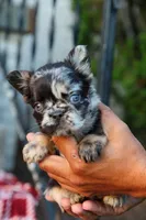 Aspen – Black & Tan Merle Fluffy Female 🩶🖤🤎, a female French Bulldog for sale in Nashville, TN – 3 of 6