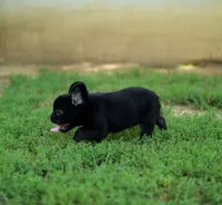 Bentley – Black & Tan Fluffy Male 🖤🤎, a male French Bulldog for sale in Nashville, TN – 3 of 7