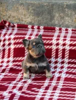Nyla – Blue & Tan Fluffy Female 💙🤎, a female French Bulldog for sale in Nashville, TN – 1 of 5