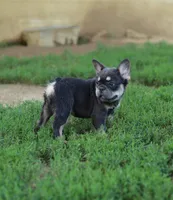 Nyla – Blue & Tan Fluffy Female 💙🤎, a female French Bulldog for sale in Nashville, TN – 5 of 7