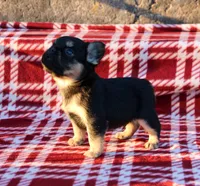 Armani – Black & Tan Fluffy Male 🖤🤎, a male French Bulldog for sale in Nashville, TN – 3 of 4