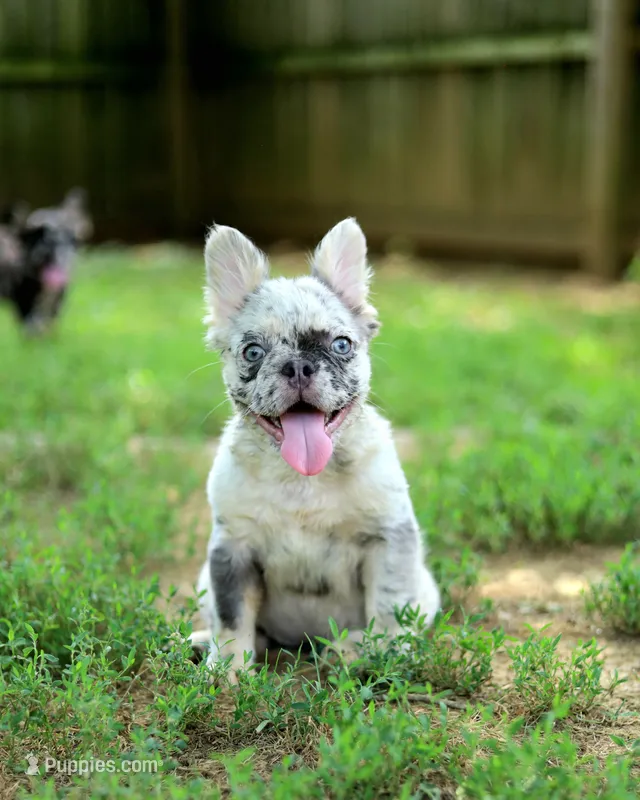 Ivory – Lilac & Tan Merle Fluffy Female 🤍🩶 – French Bulldog puppy for sale in Nashville, TN