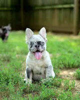 Ivory – Lilac & Tan Merle Fluffy Female 🤍🩶, a female French Bulldog for sale in Nashville, TN – 1 of 7