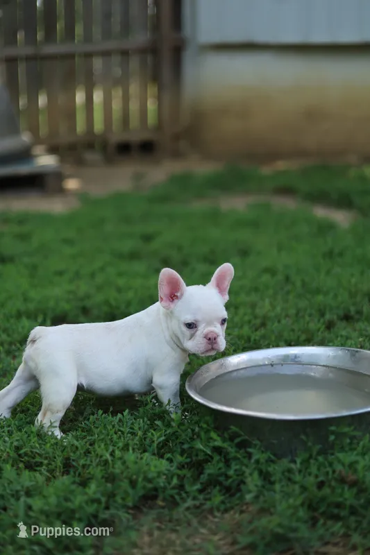 White Boy Rick – French Bulldog puppy for sale in Nashville, TN