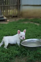 White Boy Rick, a male French Bulldog for sale in Nashville, TN – 1 of 6