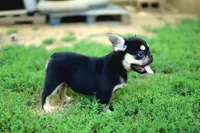 Armani – Black & Tan Fluffy Male 🖤🤎, a male French Bulldog for sale in Nashville, TN – 4 of 7