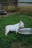 White Boy Rick, a male French Bulldog for sale in Nashville, TN – 2 of 6