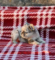Ivory – Lilac & Tan Merle Fluffy Female 🤍🩶, a female French Bulldog for sale in Nashville, TN – 4 of 4