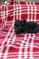 Bentley – Black & Tan Fluffy Male 🖤🤎, a male French Bulldog for sale in Nashville, TN – 5 of 6