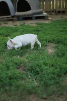White Boy Rick, a male French Bulldog for sale in Nashville, TN – 4 of 6
