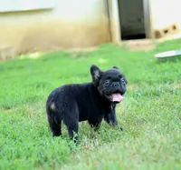 Bentley – Black & Tan Fluffy Male 🖤🤎, a male French Bulldog for sale in Nashville, TN – 5 of 7