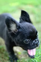 Bentley – Black & Tan Fluffy Male 🖤🤎, a male French Bulldog for sale in Nashville, TN – 2 of 7