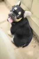 Armani – Black & Tan Fluffy Male 🖤🤎, a male French Bulldog for sale in Nashville, TN – 2 of 7