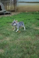 Jade, a female French Bulldog for sale in Nashville, TN – 2 of 3
