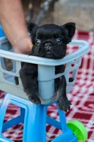 Bentley – Black & Tan Fluffy Male 🖤🤎, a male French Bulldog for sale in Nashville, TN – 6 of 6