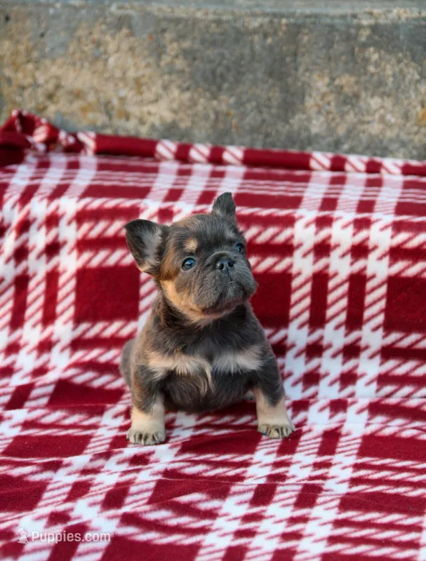 Ivory – Lilac & Tan Merle Fluffy Female 🤍🩶 – French Bulldog puppy for sale in Nashville, TN