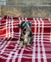 Aspen – Black & Tan Merle Fluffy Female 🩶🖤🤎, a female French Bulldog for sale in Nashville, TN – 6 of 6