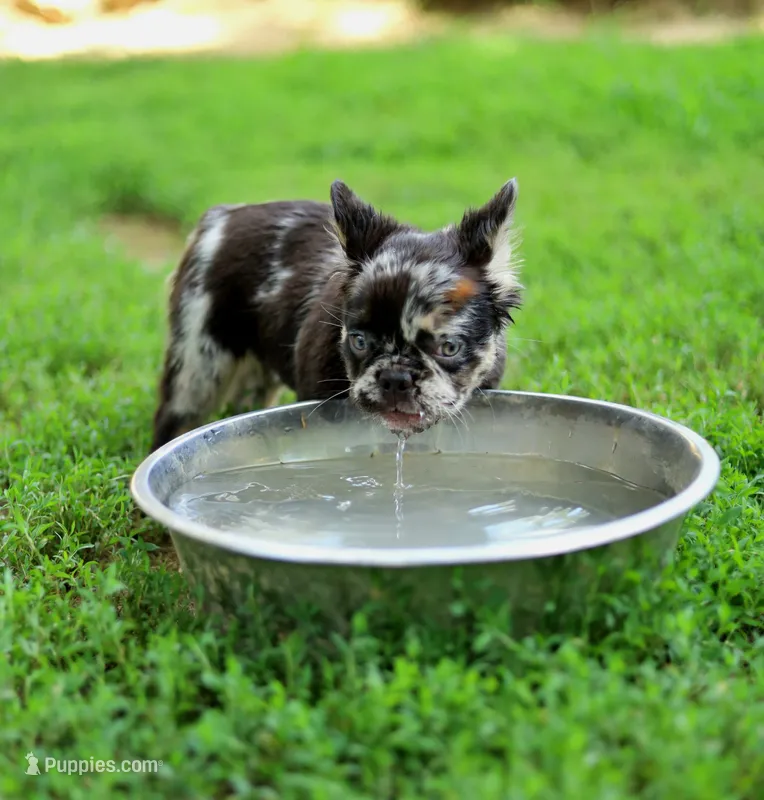 Aspen – Black & Tan Merle Fluffy Female 🩶🖤🤎 – French Bulldog puppy for sale in Nashville, TN