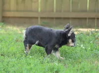 Nyla – Blue & Tan Fluffy Female 💙🤎, a female French Bulldog for sale in Nashville, TN – 4 of 7