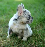 Ivory – Lilac & Tan Merle Fluffy Female 🤍🩶, a female French Bulldog for sale in Nashville, TN – 4 of 7
