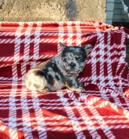 Kingston – Blue Merle Fluffy Male 💙🤍, a male French Bulldog for sale in Nashville, TN – 2 of 5