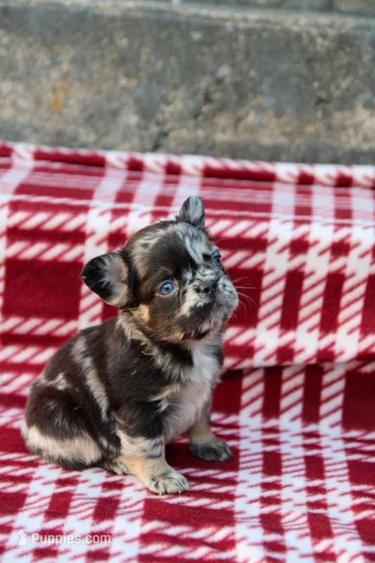 Aspen – Black & Tan Merle Fluffy Female 🩶🖤🤎 – French Bulldog puppy for sale in Nashville, TN